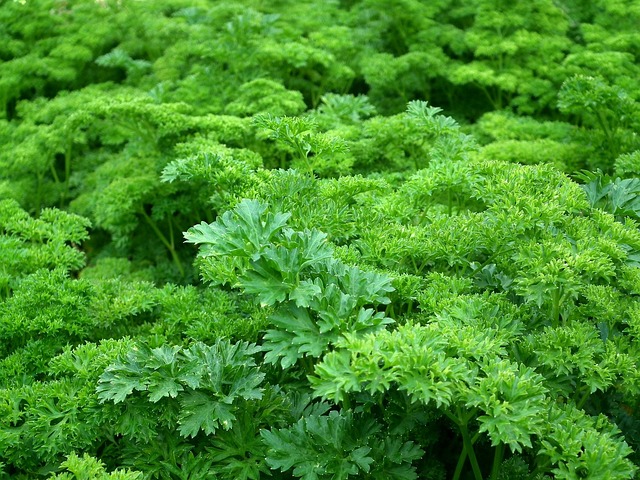 farm worker inspecting organic vegetable rows in lush green Irish field