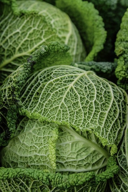 cabbage and leafy greens in Irish field organic vegetable farming