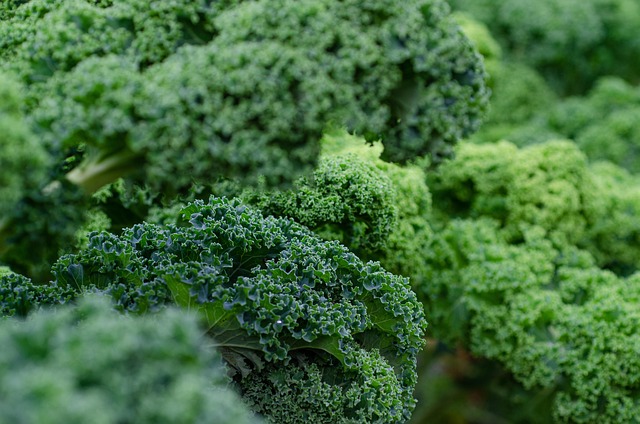 kale and cabbage organic leafy greens Ireland farm