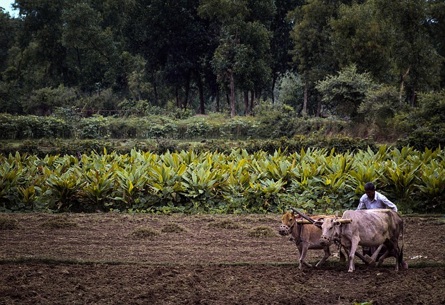 Irish organic vegetable farm field with farmers working in green landscape