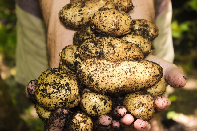 Irish farmers working in lush green fields harvesting vegetables organic agriculture
