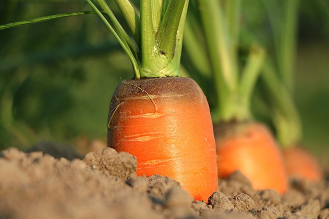 organic carrots in field Ireland vegetable rows